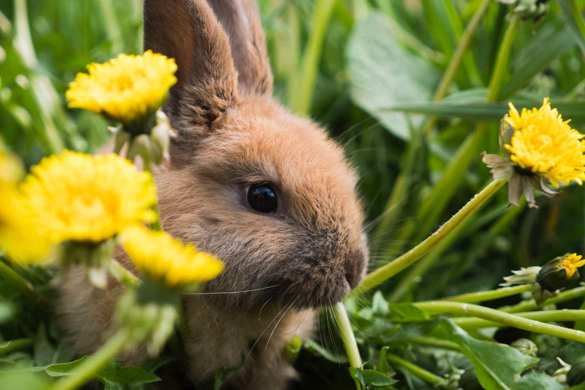 7 Ways Rabbits Can Improve Your Mental Health | ManageMinds